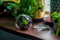 3 Units Mini Glass Globe Cloche With Decorative Beaded Base 9.5x10.8cm 30 3 Units Mini Glass Globe Cloche With Decorative Beaded Base 9.5x10.8cm -Terrarium Plant Hub IMG 8153