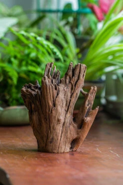Natural Driftwood For Moss Terrarium, Miniature, Micro Landscape, Unique 10-17, Suitable For Both Live And Preserved Moss -Terrarium Plant Hub IMG 8153 5c4d866a beed 4b89 84be 1dad8ec36d03