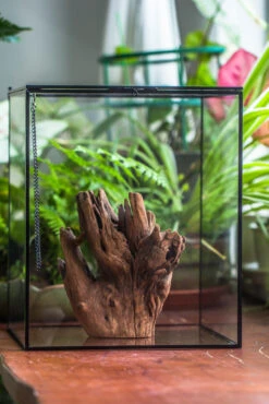 Natural Driftwood For Moss Terrarium, Miniature, Micro Landscape, Unique 10-17, Suitable For Both Live And Preserved Moss -Terrarium Plant Hub IMG 8155