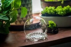 3 Units Mini Glass Globe Cloche With Decorative Beaded Base 9.5x10.8cm 32 3 Units Mini Glass Globe Cloche With Decorative Beaded Base 9.5x10.8cm -Terrarium Plant Hub IMG 8156