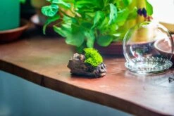 3 Units Mini Glass Globe Cloche With Decorative Beaded Base 9.5x10.8cm 33 3 Units Mini Glass Globe Cloche With Decorative Beaded Base 9.5x10.8cm -Terrarium Plant Hub IMG 8158