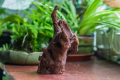 Natural Driftwood For Moss Terrarium, Miniature, Micro Landscape, Unique 10-47, Suitable For Both Live And Preserved Moss -Terrarium Plant Hub IMG 8165 2b2247e1 d424 48d9 8883 dde6ee028715