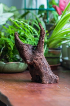 Natural Driftwood For Moss Terrarium, Miniature, Micro Landscape, Unique 10-47, Suitable For Both Live And Preserved Moss -Terrarium Plant Hub IMG 8167