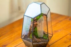 NCYP Large Close Geometric Glass Terrarium With Door, Tin Sealed Irregular Tall Planter For Moss Flower Pot -Terrarium Plant Hub IMG 8176 fd814c7d e5ac 4f9c 9a81 ff225ed83669