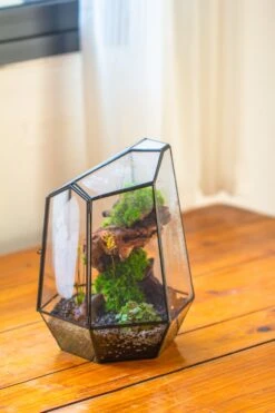 NCYP Large Close Geometric Glass Terrarium With Door, Tin Sealed Irregular Tall Planter For Moss Flower Pot -Terrarium Plant Hub IMG 8179 1