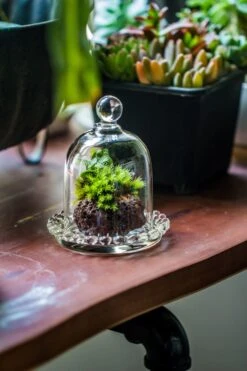 3 Units Mini Bell Shape Glass Cloche Dome With Beaded Decorative Base 9.5x14cm -Terrarium Plant Hub IMG 8179