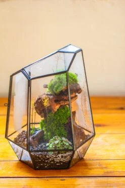 NCYP Large Close Geometric Glass Terrarium With Door, Tin Sealed Irregular Tall Planter For Moss Flower Pot -Terrarium Plant Hub IMG 8180 1