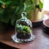 3 Units Mini Bell Shape Glass Cloche Dome With Beaded Decorative Base 9.5x14cm -Terrarium Plant Hub IMG 8180
