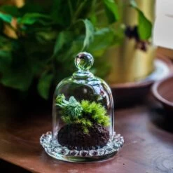 3 Units Mini Bell Shape Glass Cloche Dome With Beaded Decorative Base 9.5x14cm -Terrarium Plant Hub IMG 8180 2
