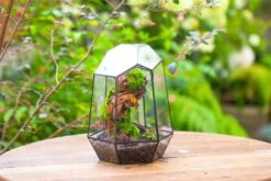 NCYP Large Close Geometric Glass Terrarium With Door, Tin Sealed Irregular Tall Planter For Moss Flower Pot -Terrarium Plant Hub IMG 8181 29fbcc21 975d 4893 b281 05833c1953d4