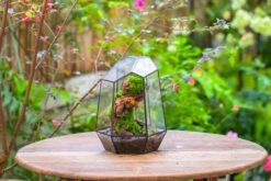NCYP Large Close Geometric Glass Terrarium With Door, Tin Sealed Irregular Tall Planter For Moss Flower Pot -Terrarium Plant Hub IMG 8183 2
