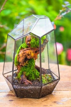 NCYP Large Close Geometric Glass Terrarium With Door, Tin Sealed Irregular Tall Planter For Moss Flower Pot -Terrarium Plant Hub IMG 8184 1