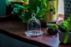 3 Units Mini Bell Shape Glass Cloche Dome With Beaded Decorative Base 9.5x14cm -Terrarium Plant Hub IMG 8184