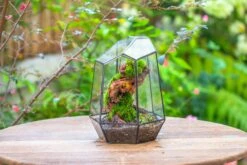 NCYP Large Close Geometric Glass Terrarium With Door, Tin Sealed Irregular Tall Planter For Moss Flower Pot -Terrarium Plant Hub IMG 8185 2