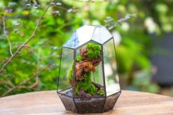 NCYP Large Close Geometric Glass Terrarium With Door, Tin Sealed Irregular Tall Planter For Moss Flower Pot -Terrarium Plant Hub IMG 8186 aabbf8dc 0dbe 402c a524 4a3f5e1f0ede
