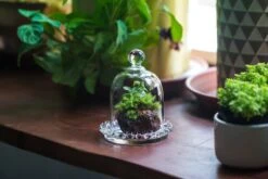 3 Units Mini Bell Shape Glass Cloche Dome With Beaded Decorative Base 9.5x14cm -Terrarium Plant Hub IMG 8188