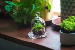 3 Units Mini Bell Shape Glass Cloche Dome With Beaded Decorative Base 9.5x14cm -Terrarium Plant Hub IMG 8189