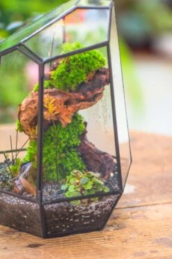 NCYP Large Close Geometric Glass Terrarium With Door, Tin Sealed Irregular Tall Planter For Moss Flower Pot -Terrarium Plant Hub IMG 8191 1