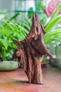 Natural Driftwood For Moss Terrarium, Miniature, Micro Landscape, Unique 10-33, Suitable For Both Live And Preserved Moss -Terrarium Plant Hub IMG 8196