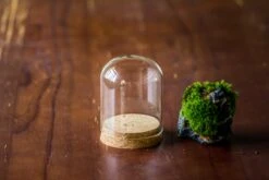 Glass Cloche Dome Tube Glass Cloche Dome With Corkplug Multiple Size Available -Terrarium Plant Hub IMG 8198