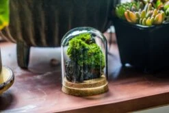 Glass Cloche Dome Tube Glass Cloche Dome With Corkplug Multiple Size Available -Terrarium Plant Hub IMG 8201