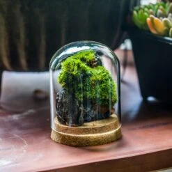 Glass Cloche Dome Tube Glass Cloche Dome With Corkplug Multiple Size Available -Terrarium Plant Hub IMG 8201 30b43552 6e73 4eb9 b4a0 fd0dd305e66c