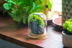 Glass Cloche Dome Tube Glass Cloche Dome With Corkplug Multiple Size Available -Terrarium Plant Hub IMG 8202 2