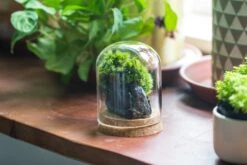 Glass Cloche Dome Tube Glass Cloche Dome With Corkplug Multiple Size Available -Terrarium Plant Hub IMG 8202