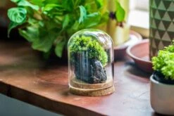 Glass Cloche Dome Tube Glass Cloche Dome With Corkplug Multiple Size Available -Terrarium Plant Hub IMG 8202 3