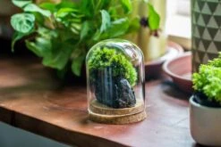 Glass Cloche Dome Tube Glass Cloche Dome With Corkplug Multiple Size Available -Terrarium Plant Hub IMG 8203