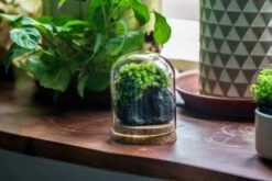 Glass Cloche Dome Tube Glass Cloche Dome With Corkplug Multiple Size Available -Terrarium Plant Hub IMG 8204