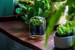 Glass Cloche Dome Tube Glass Cloche Dome With Corkplug Multiple Size Available -Terrarium Plant Hub IMG 8205