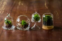 3 Units Mini Bell Shape Glass Cloche Dome With Beaded Decorative Base 9.5x14cm -Terrarium Plant Hub IMG 8208