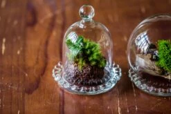 3 Units Mini Bell Shape Glass Cloche Dome With Beaded Decorative Base 9.5x14cm -Terrarium Plant Hub IMG 8211