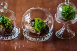 3 Units Mini Glass Globe Cloche With Decorative Beaded Base 9.5x10.8cm 37 3 Units Mini Glass Globe Cloche With Decorative Beaded Base 9.5x10.8cm -Terrarium Plant Hub IMG 8212