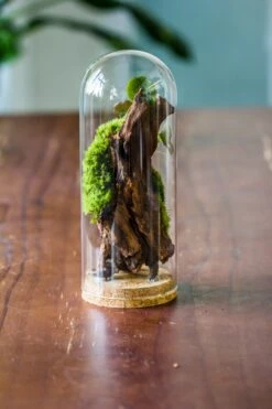 Glass Cloche Dome Tube Glass Cloche Dome With Corkplug Multiple Size Available -Terrarium Plant Hub IMG 8222