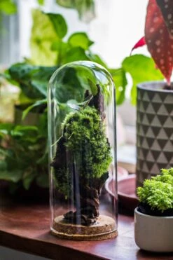 Glass Cloche Dome Tube Glass Cloche Dome With Corkplug Multiple Size Available -Terrarium Plant Hub IMG 8227