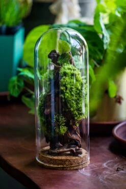 Glass Cloche Dome Tube Glass Cloche Dome With Corkplug Multiple Size Available -Terrarium Plant Hub IMG 8228