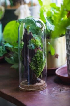 Glass Cloche Dome Tube Glass Cloche Dome With Corkplug Multiple Size Available -Terrarium Plant Hub IMG 8231