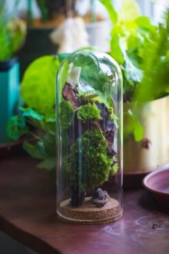 Glass Cloche Dome Tube Glass Cloche Dome With Corkplug Multiple Size Available -Terrarium Plant Hub IMG 8232