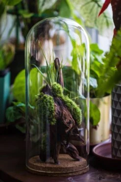 Glass Cloche Dome Tube Glass Cloche Dome With Corkplug Multiple Size Available -Terrarium Plant Hub IMG 8233