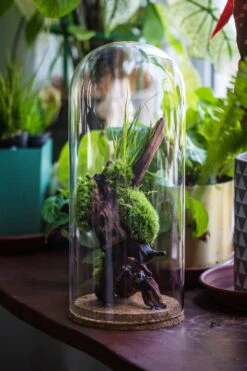 Glass Cloche Dome Tube Glass Cloche Dome With Corkplug Multiple Size Available -Terrarium Plant Hub IMG 8235