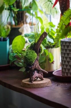 20x30cm Multiple Pieces Live Dry Leucobryum Moss, Cushion Moss Will Regreen, For Terrarium, Micro Landscape -Terrarium Plant Hub IMG 8238 ca6d3cf1 23b1 490f a619 b5fea6ed9dac