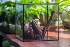 Natural Driftwood For Moss Terrarium, Miniature, Micro Landscape, Unique 10-54, Suitable For Both Live And Preserved Moss -Terrarium Plant Hub IMG 8244 2941f8df 23e2 4038 9148 9253116044b0