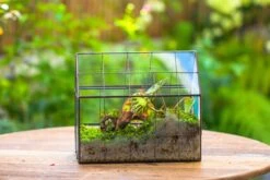 Blue Pink White Stained Glass House Shape Geometric Terrarium, Vintage Style, Close -Terrarium Plant Hub IMG 8246 8c1864f9 69b1 49a6 84df f7a49bc3224a