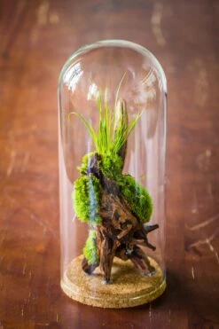Glass Cloche Dome Tube Glass Cloche Dome With Corkplug Multiple Size Available -Terrarium Plant Hub IMG 8257