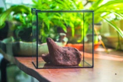 Natural Driftwood For Moss Terrarium, Miniature, Micro Landscape, Unique 10-51, Suitable For Both Live And Preserved Moss -Terrarium Plant Hub IMG 8262