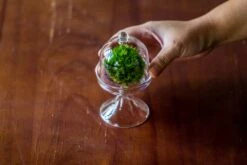 3 Units Mini Glass Serve Stand Dome Cloche Set 7x12.8cm -Terrarium Plant Hub IMG 8268 1