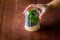 Glass Cloche Dome Tube Glass Cloche Dome With Corkplug Multiple Size Available -Terrarium Plant Hub IMG 8272 1