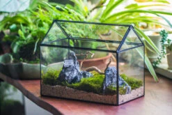 Handmade Close House-shaped Glass Terrarium Enclosure, With Acrylic Mesh Vent, For Jumping Spider, Snail Habitat, Terrarium Only -Terrarium Plant Hub IMG 8272